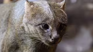   Día Internacional del Gato: los tres pequeños felinos silvestres que habitan en Yucatán y que quizá no conocías   