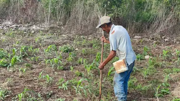 En Los Chenes, algunos campesinos aún siembran maíz con el método tradicional de espeque.