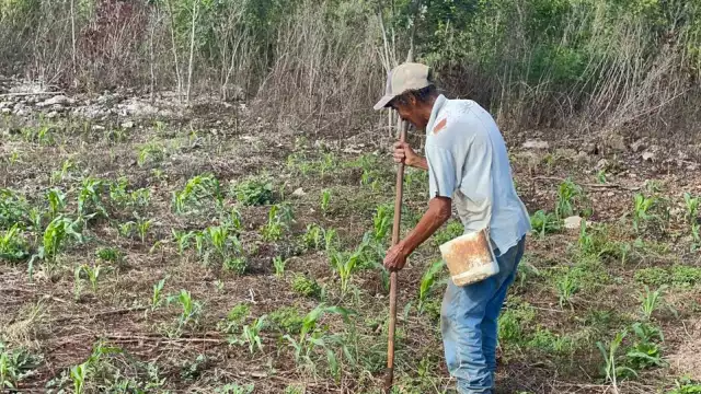 En Los Chenes, algunos campesinos aún siembran maíz con el método tradicional de espeque.