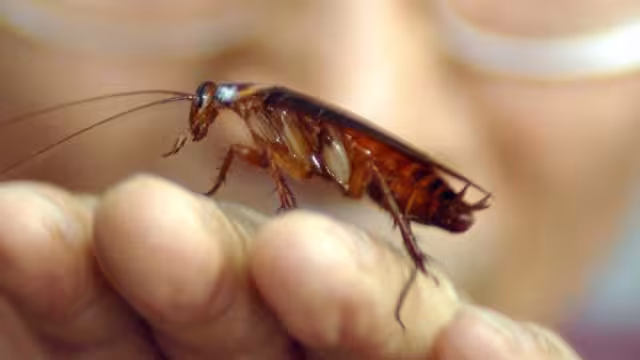 Supercucaracha alemana llega a México, es resistente a pesticidas