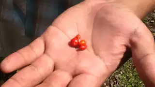 Deforestación pone en peligro a los cultivos de chile maax en Yucatán