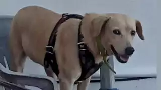 Persisten irregularidades: municipios no reportan funerarias para mascotas