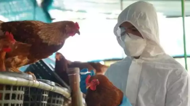 La OMS aclaró este viernes que el reciente fallecimiento de un paciente en un hospital de México no fue por gripe aviar