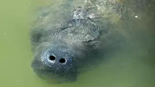 Prestadores de servicios turísticos captan a manatí en  Chuburná Puerto    