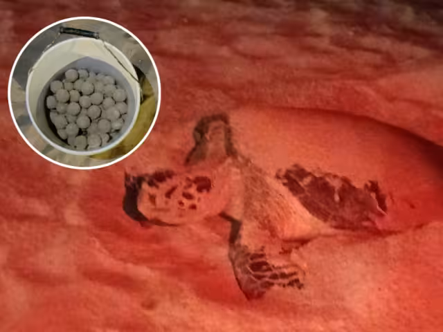 Durante la presente temporada de desove y anidación se han logrado resguardar decenas de huevos