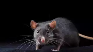 Estados Unidos alerta por nuevo caso de peste bubónica 