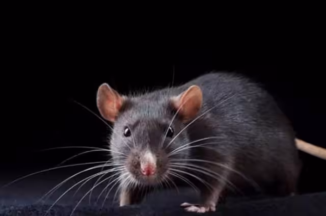 Estados Unidos confirma nuevo caso de peste bubónica en Colorado