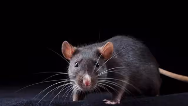 Estados Unidos confirma nuevo caso de peste bubónica en Colorado