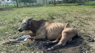  Exigen liberación de moscas estériles para contener brote de gusano barrenador en Aguacatal