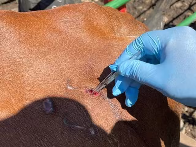 10 nuevos casos de miasis en el Estado