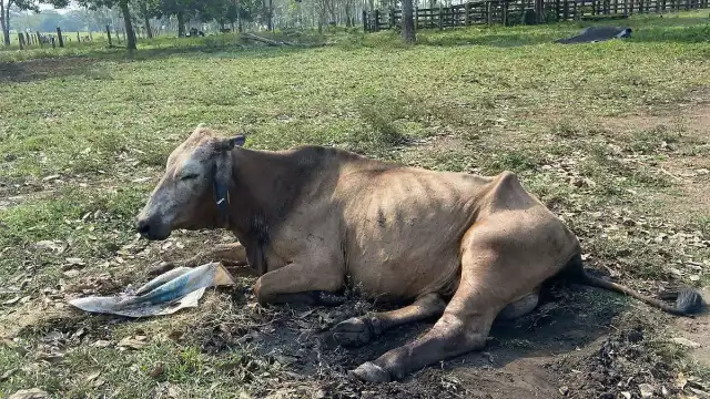 Los propietarios de los hatos exigen al alcalde intervenir ante Senasica.