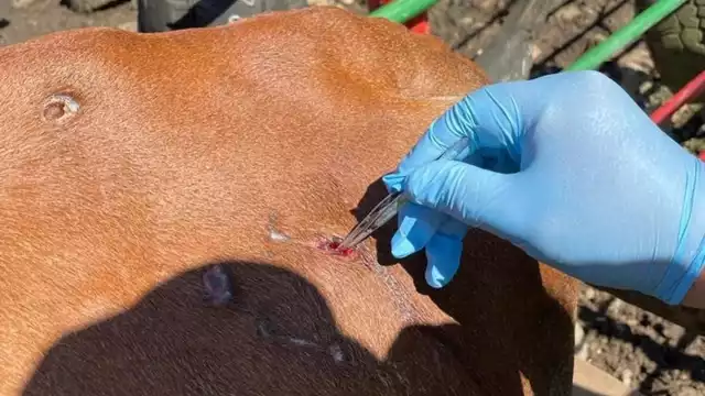 10 nuevos casos de miasis en el Estado