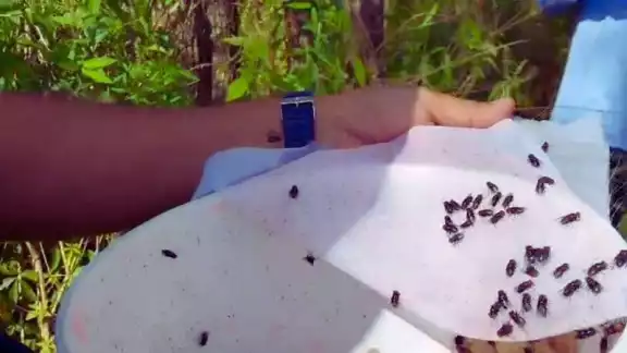 Producir suficientes moscas estériles combatirá a la larva Producir suficientes moscas estériles combatirá a la larva