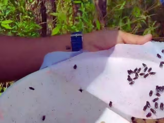 Producir suficientes moscas estériles combatirá a la larva