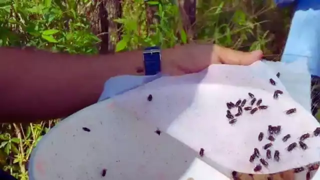 Producir suficientes moscas estériles combatirá a la larva