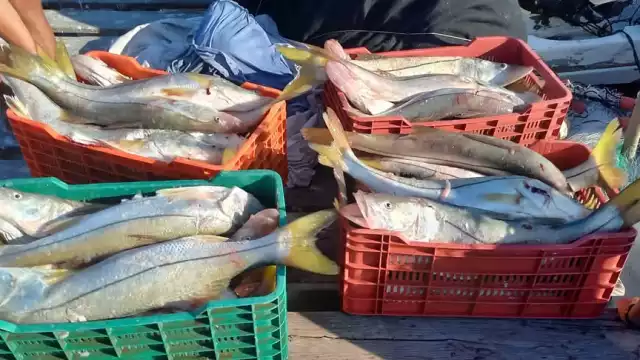 Aumento de precios en especies de pescado por la Cuaresma