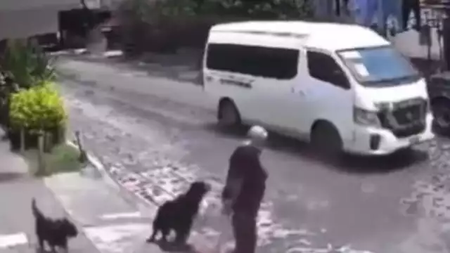 Así fue el momento en el que una jauría de perros atacó a una abuelita en Querétaro