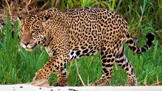 Especies prioritarias para la conservación ¿Cuántas existen en Yucatán y cuáles son? 