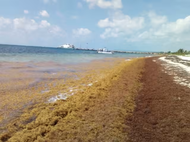 Se espera que cerca de 400 mil toneladas se aproximen a aguas de Quintana Roo