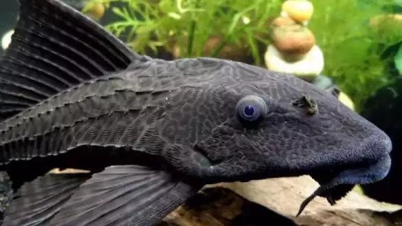 El pez diablo es considerada un especie invasora El pez diablo es considerada un especie invasora