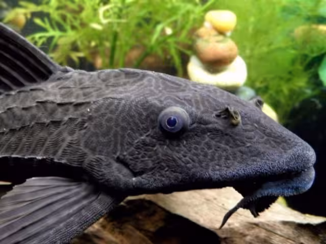 El pez diablo es considerada un especie invasora