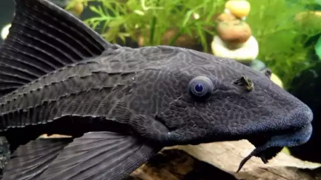 El pez diablo es considerada un especie invasora