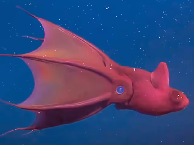 El fondo marino y los cenotes del territorio yucateco cuentan con representantes que parecerían sacados de una película de ciencia ficción