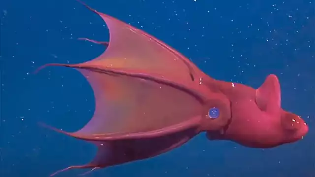 El fondo marino y los cenotes del territorio yucateco cuentan con representantes que parecerían sacados de una película de ciencia ficción