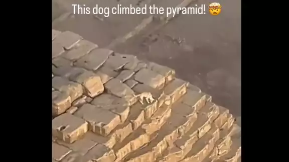 Perro sube la Pirámide de Guiza, video se vuelve viral.