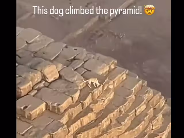 Perro sube la Pirámide de Guiza, video se vuelve viral.