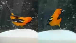   ¿Aves buscan refugiarse del calor en Yucatán? Captan a yuya "intentando" entrar a un auto     