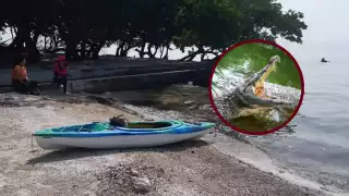 Ambientalistas de Ciudad del Carmen alertan por cocodrilos en Estero Pargo    