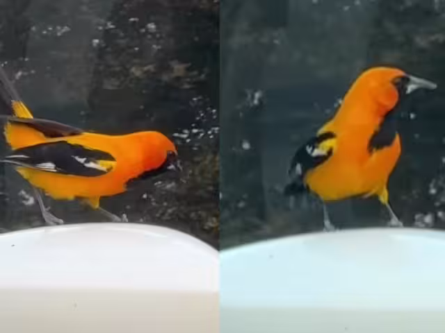 Existen diferentes factores que pudieron motivar el comportamiento del ave