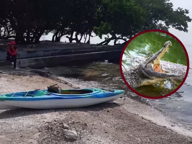 Aunque el lugar es área de abundante diversidad de fauna, últimamente la presencia de estos reptiles ha sido cada vez mayor.