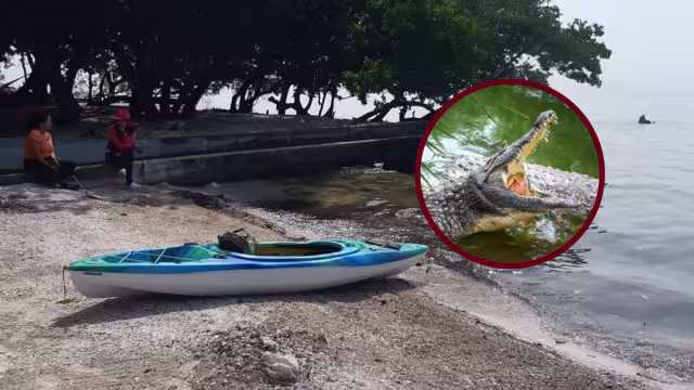 Aunque el lugar es área de abundante diversidad de fauna, últimamente la presencia de estos reptiles ha sido cada vez mayor.