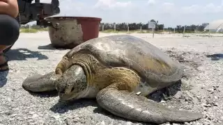 Calor y retraso de lluvias afectó anidación de tortugas en Campeche
