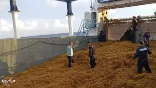 Más de 4 mil toneladas de sargazo fueron retiradas de las costas de Quintana Roo: Semar