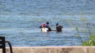 Pescadores de Champotón desafían la veda del camaroncito para sobrevivir; llega hasta 500 pesos el kilo      