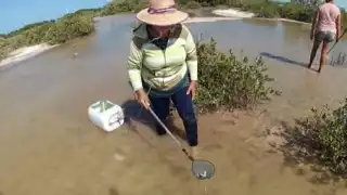 En temporadas difíciles como la de nortes, familias capturan caracol chivita para obtener recursos