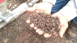     Declaran emergencia apícola en Hopelchén por muerte masiva de abejas en 248 colmenas    