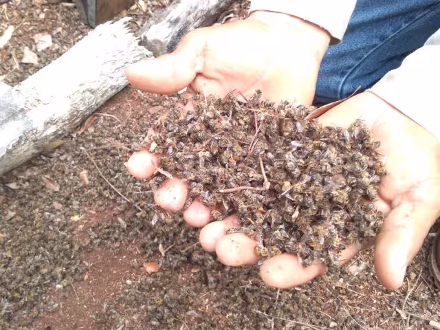 Pese a las múltiples solicitudes no se tiene una regulación hacia quienes se dedican a la siembra.