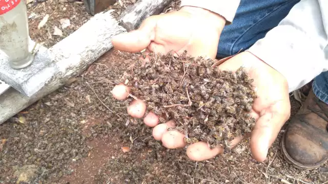 El Colectivo de Comunidades Mayas de Los Chenes advirtió sobre una emergencia apícola en Hopelchén por el uso de plaguicidas peligrosos.