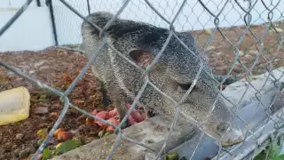 Aseguran a jabalí agresivo en calles de José María Morelos y lo resguardan en feria local