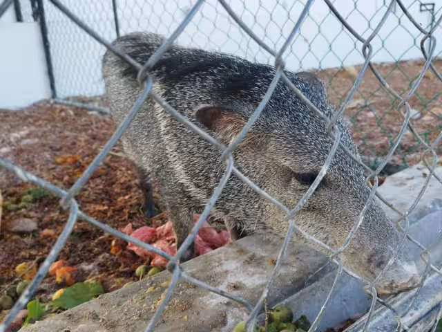 Un jabalí fue capturado en vía pública en José María Morelos y trasladado a una jaula en el local de la feria de la primavera, donde se exponen animales.