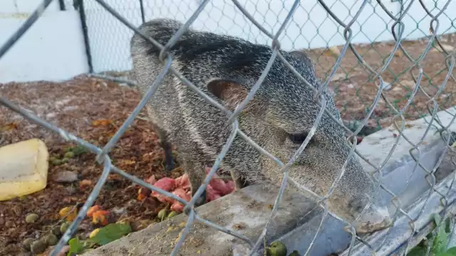 Un jabalí fue capturado en vía pública en José María Morelos y trasladado a una jaula en el local de la feria de la primavera, donde se exponen animales.
