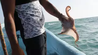 Desempleo en Campeche es la causa de la pesca ilegal