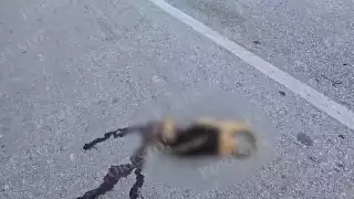 ¡Indignación! Encuentran ejemplar de oso hormiguero muerto en la carretera, entre Seybaplaya y Champotón