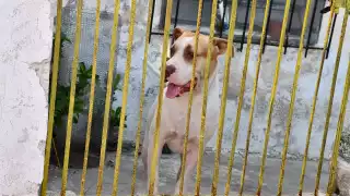 En la capital de Campeche predominan denuncias por maltrato animal 