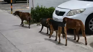 Alarma  en Campeche, se duplican casos de parvovirus 
