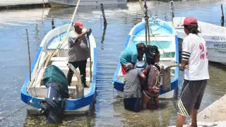  "Un fracaso" la captura de pulpo en Campeche   